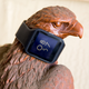 Illustration for article titled Sony SmartWatch 3 Review: The Best-Performing Android Smartwatch Yet